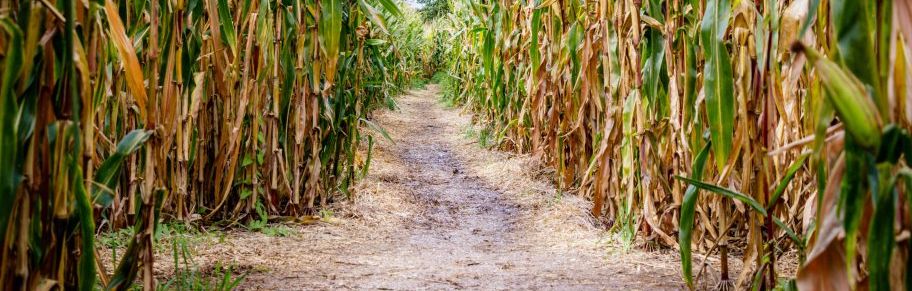 With fun corn mazes and a gigantic straw bale pyramid