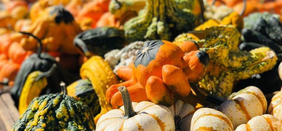 Welcome to Nick and Ray's Pumpkin Patch